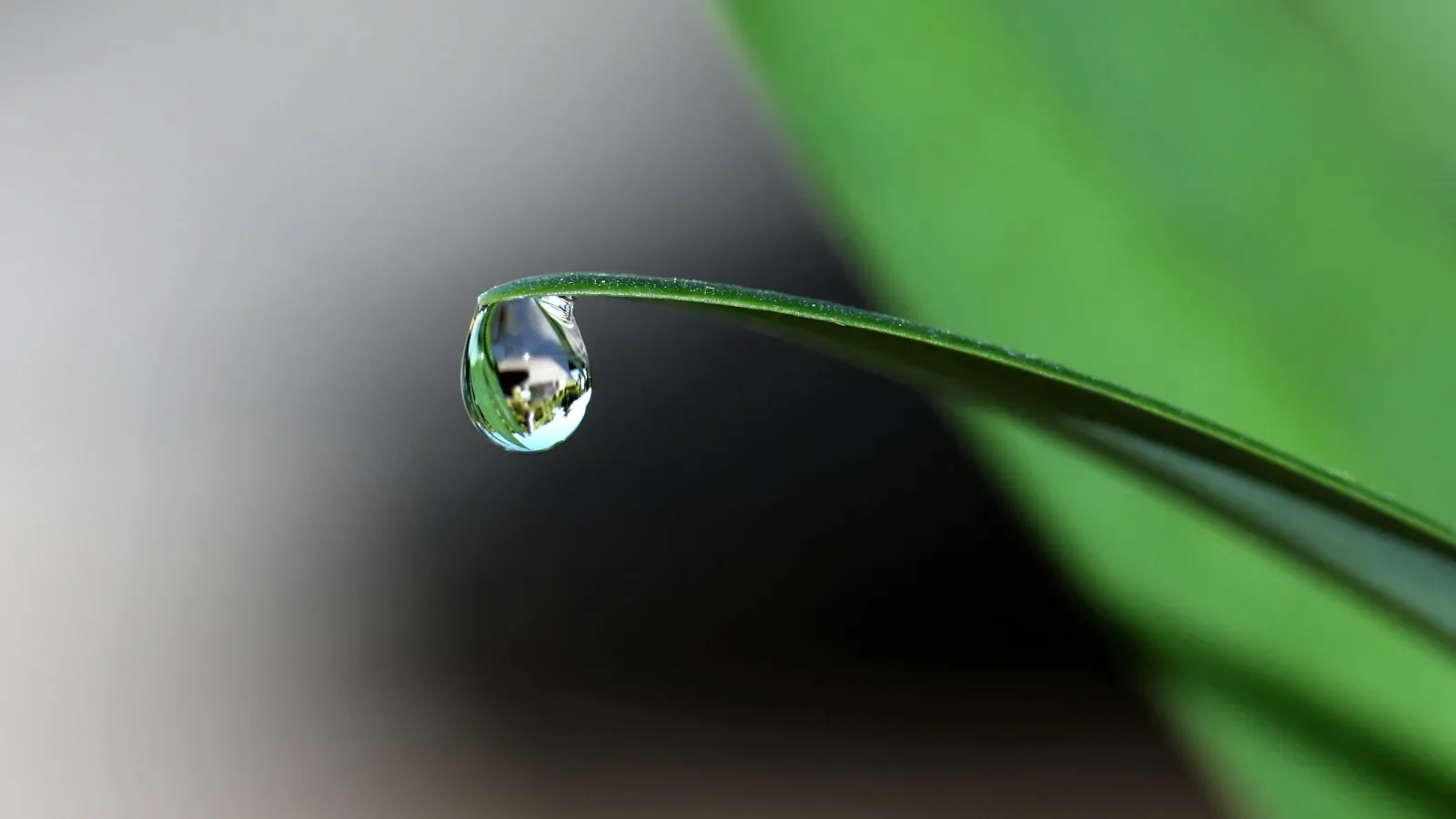 Rainwater drop on a leaf