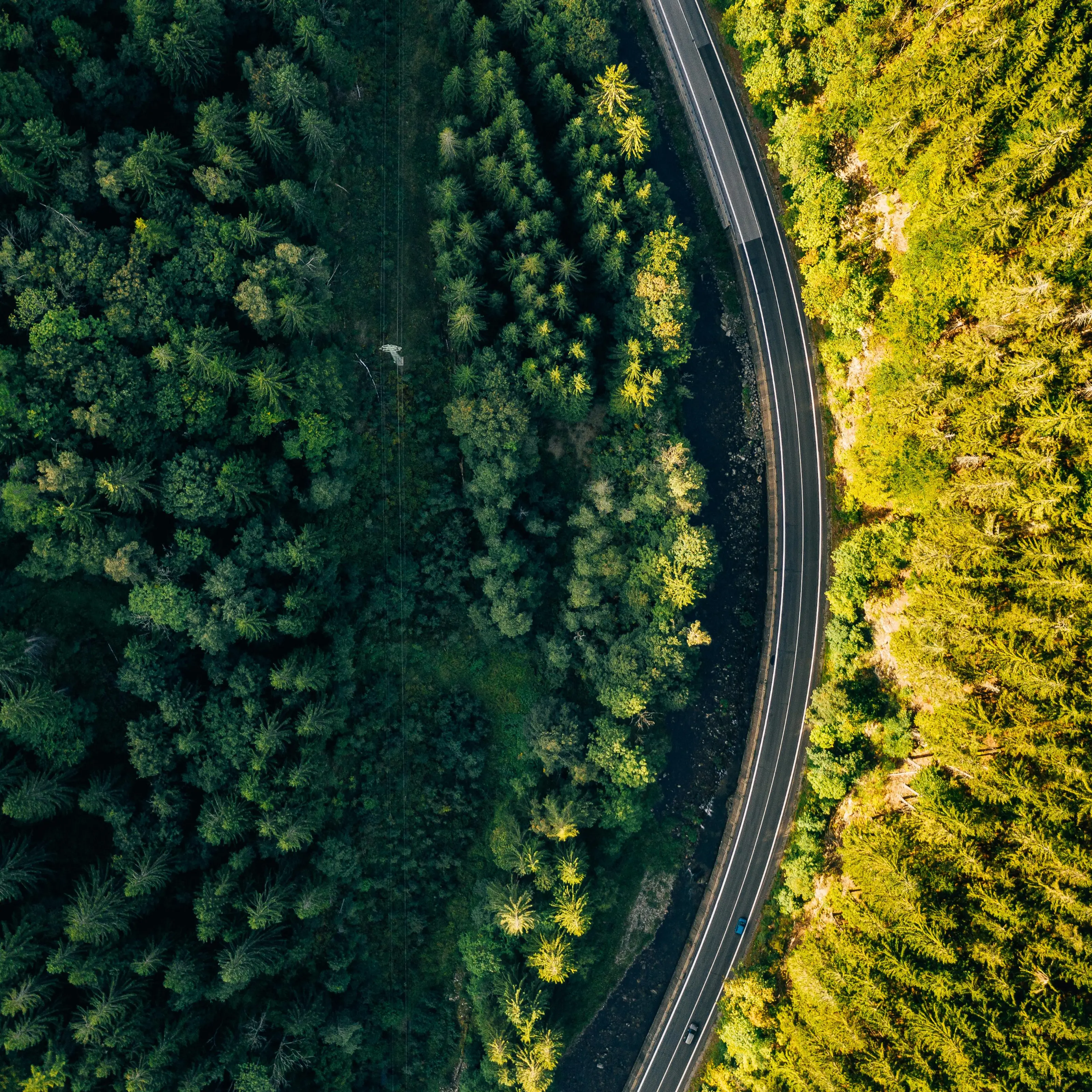 Birds-eye view of a highway through the forest