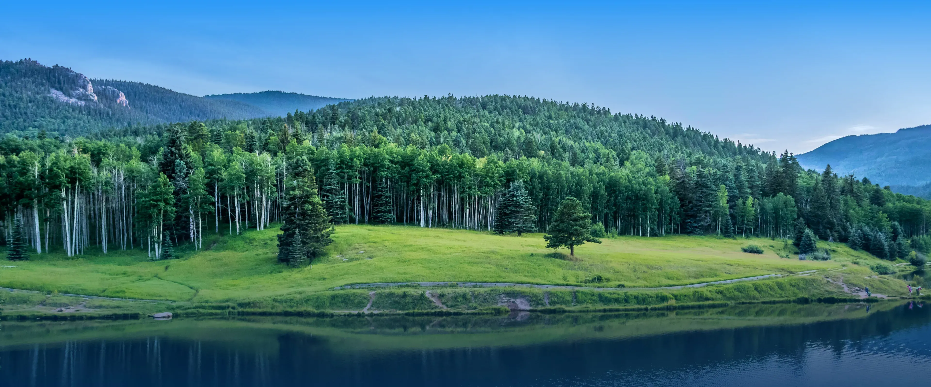 Green forest and river