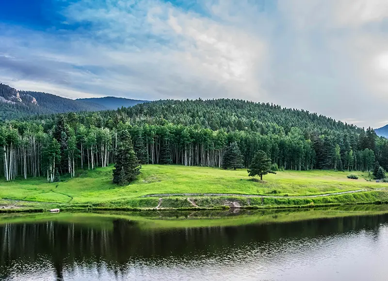 Forest next to a lake